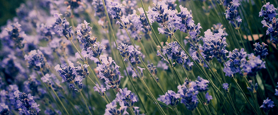 永久授权免费的如何攻击网站